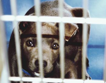 Close-up portrait of dog in cage