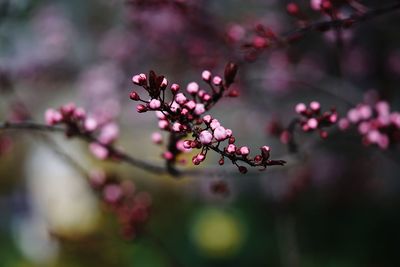 Close-up of pink cherry blossom on tree