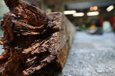 Close-up of tree trunk