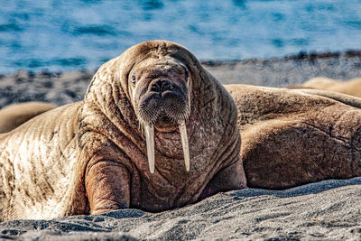 Walrus in poolepynten, svalbard