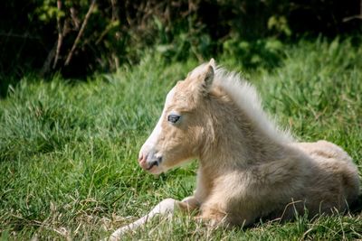 Side view of horse on field