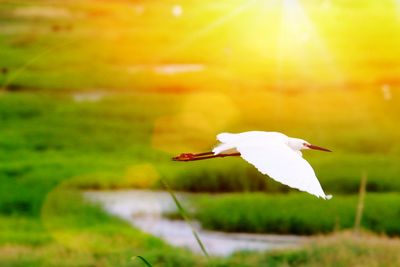 Close-up of bird flying against grass