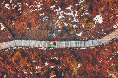 High angle view of trees by plants during autumn