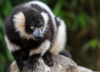 Lemur blackwhite vari