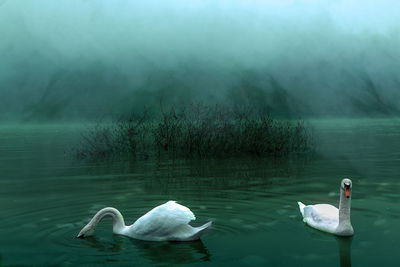 Swans swimming in lake