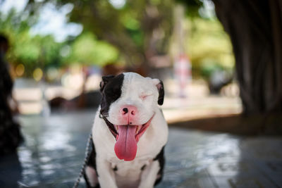 Close-up portrait of a dog