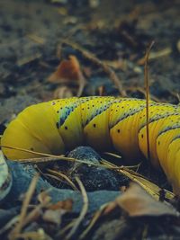 Close-up of rusty wheel
