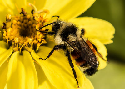 Macro shot of honey bee pollinating flower