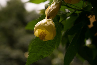 Close-up of yellow rose on leaf