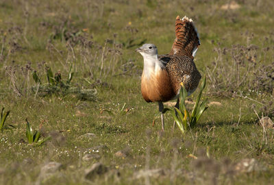 View of duck on field