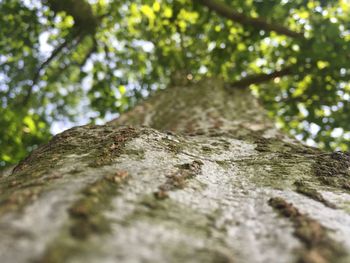 Close-up of lizard on tree