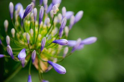 Close-up of purple flowering plant