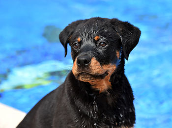 Portrait of black dog in swimming pool