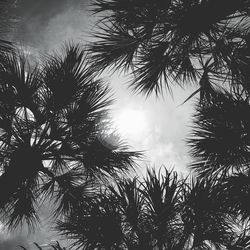 Low angle view of palm tree against sky