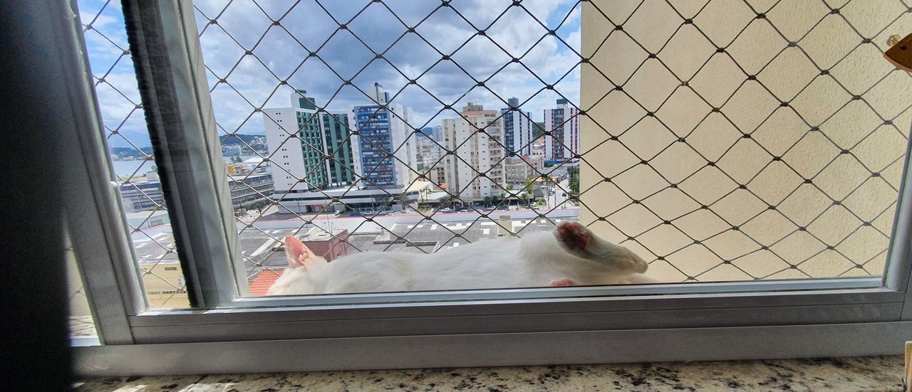 CAT LOOKING AT WINDOW