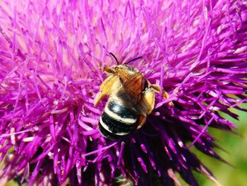 Detail shot of bee on flower