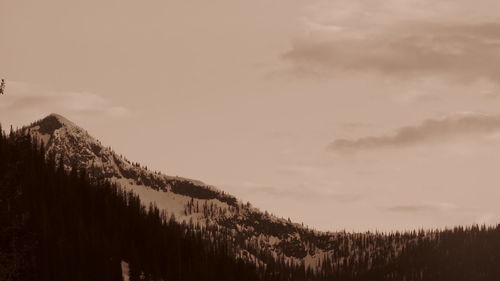 Trees on landscape against sky