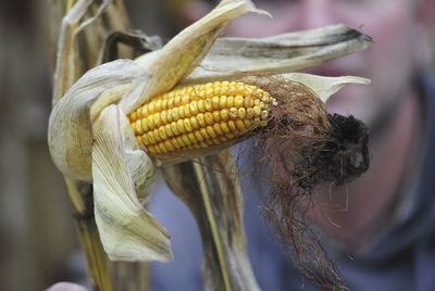 Drought and water shortage in corn crops on the field