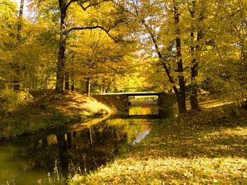 Trees by lake in forest during autumn