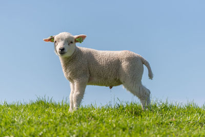 Sheep in a field