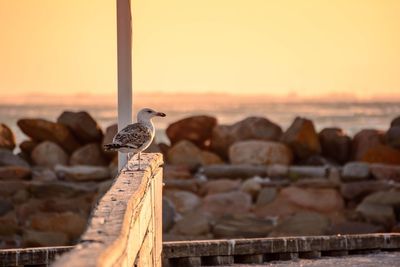 Bird perching on wooden post against sky during sunset