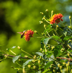 Close-up of insect on red flower