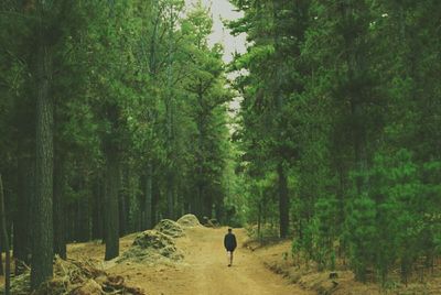 Rear view of a man walking on pathway in the forest