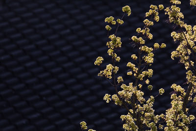 Low angle view of flowering plants