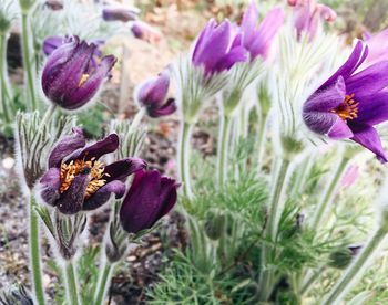 Close-up of purple flowers blooming in field