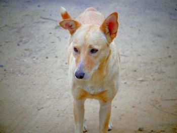 Portrait of dog