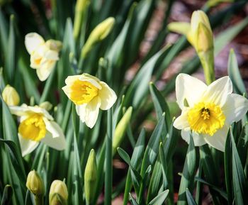 Close-up of flowers blooming outdoors