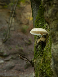 Close-up of mushroom growing on tree trunk