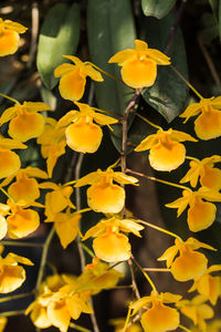Close-up of yellow flowering plants