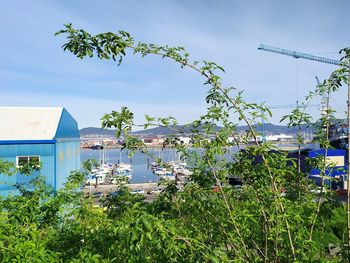 Plants and trees by building against sky