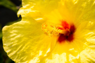 Detail shot of yellow flower