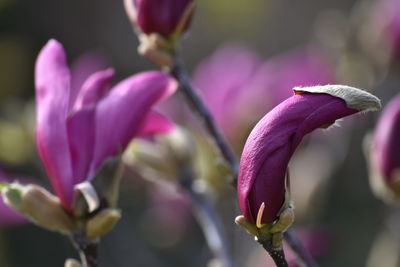 Close-up of pink flowering plant