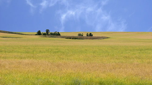 Vast fields of grass in montana