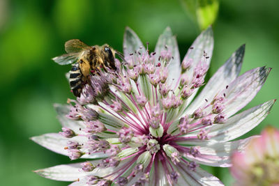 Close-up of bee on pink flower