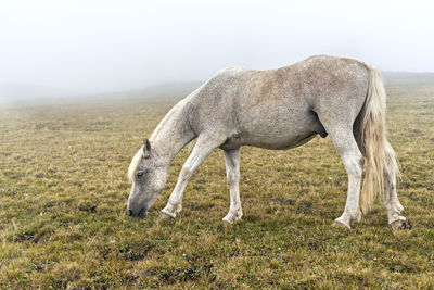 Gray white horse in black speck grazing in the mountains in the fog domestic animals