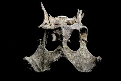 Close-up of animal skull