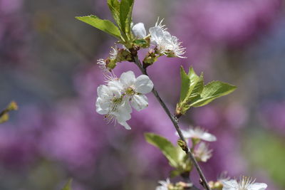 Close-up of cherry blossoms 