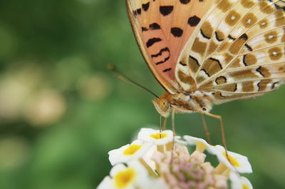 Close-up of butterfly on flower