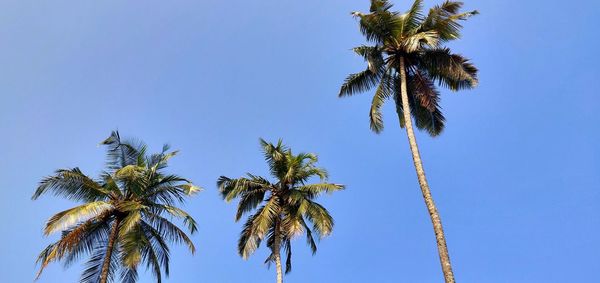 Low angle view of palm trees against clear blue sky