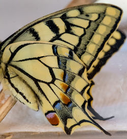 Close-up of butterfly