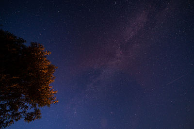 Low angle view of trees against star field at night