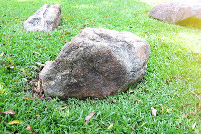 Close-up of grass on field