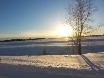 Bare trees on snow covered landscape at sunset