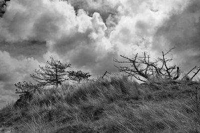 Plants growing on landscape against sky