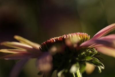 Close-up of flower blooming outdoors