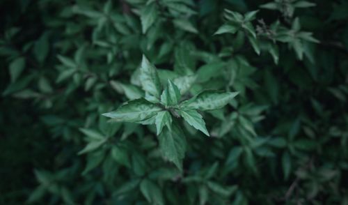 High angle view of plant leaves